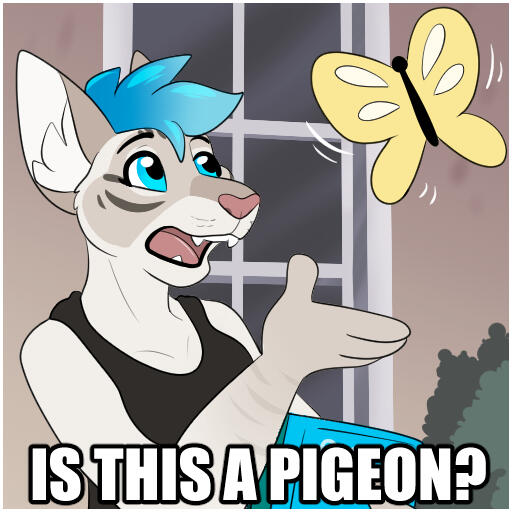 Kitts - Is this Meme